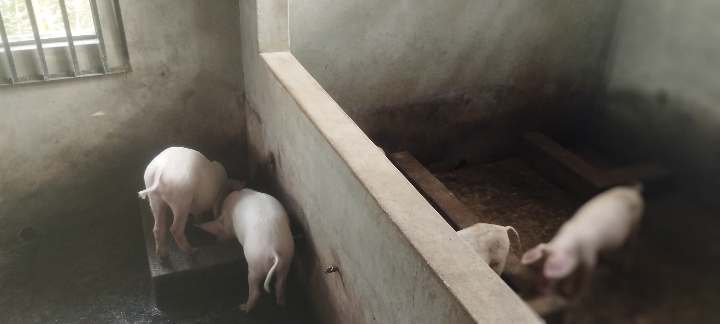 Pigs drinking from wall-mounted nipples beside a pen with a barred window.