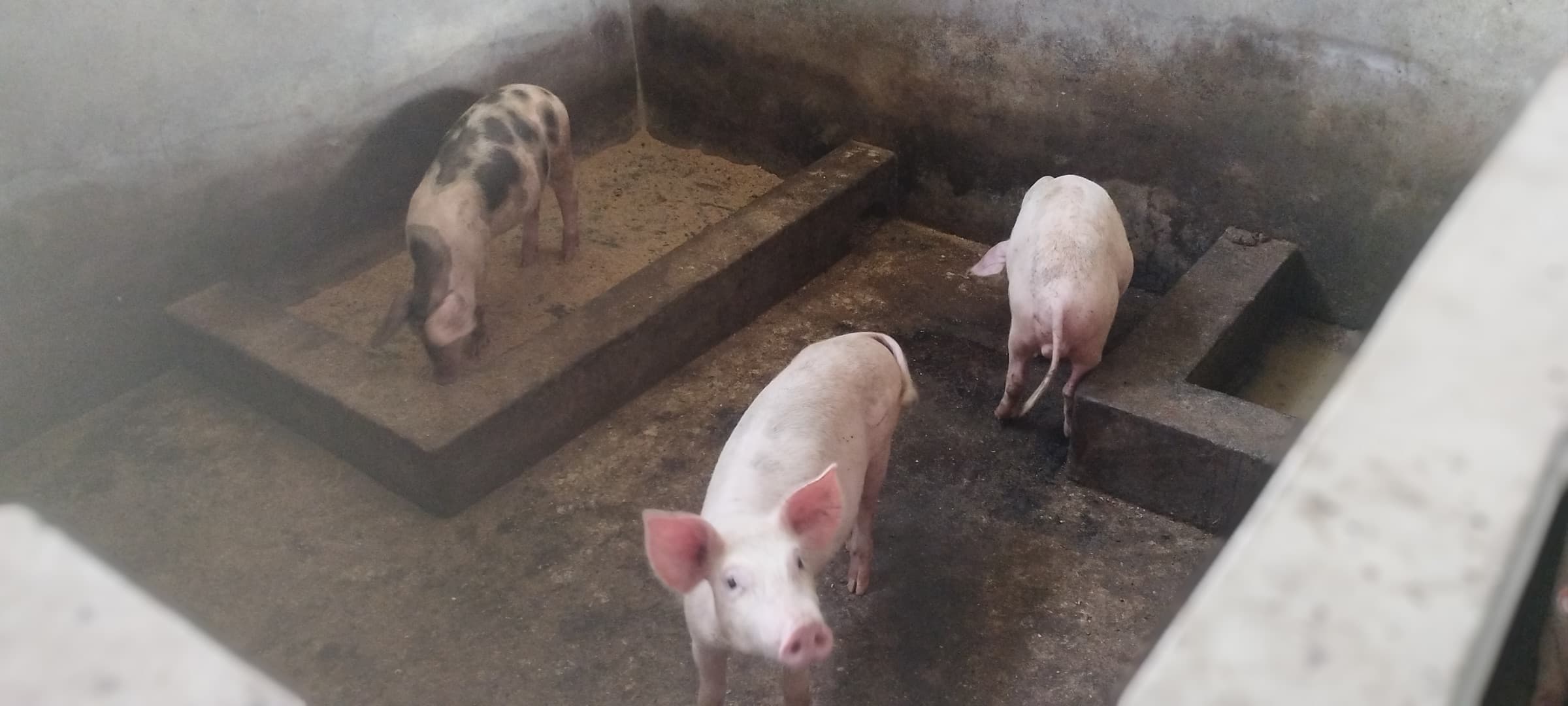 A spotted pig and two pale pigs in a pen, one looking up toward the camera.