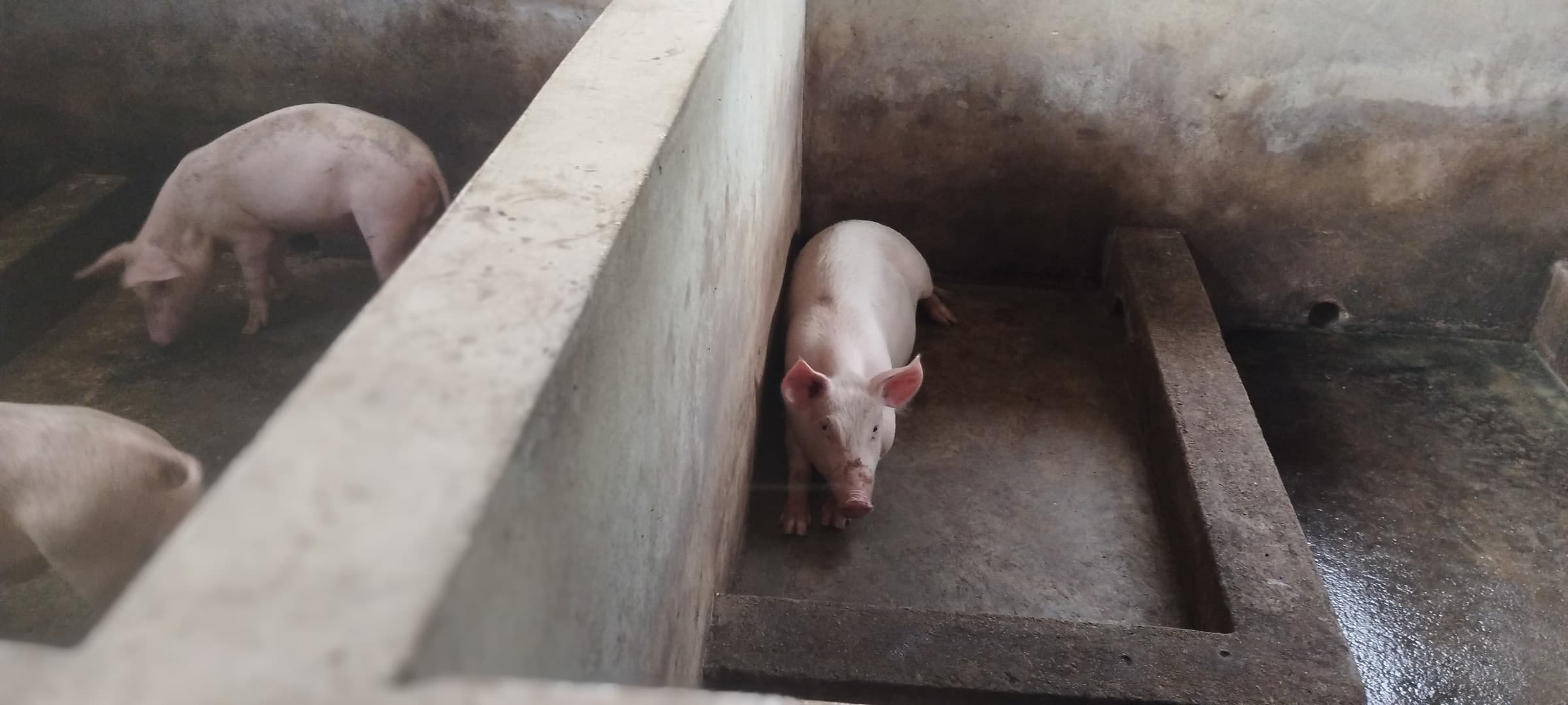 A young pig standing in a pen and looking toward the camera, with other pigs nearby.
