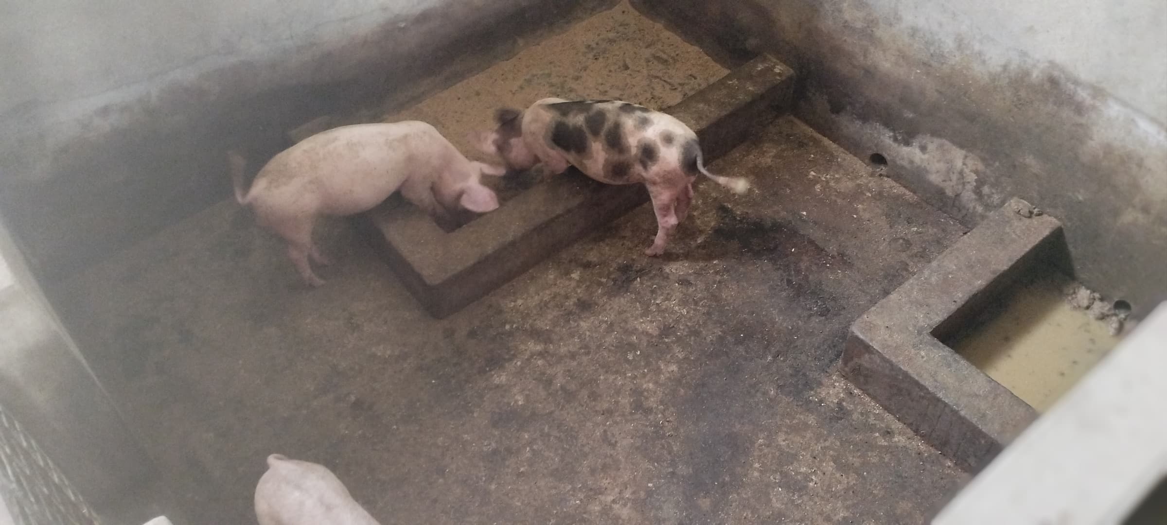 A pale pig and a spotted pig at a feeding trough, with a water trough beside them.
