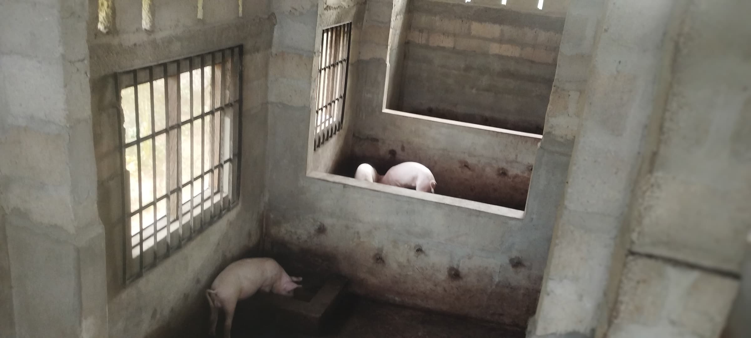 Concrete pens with barred windows, one pig below and two pigs resting in an upper pen.