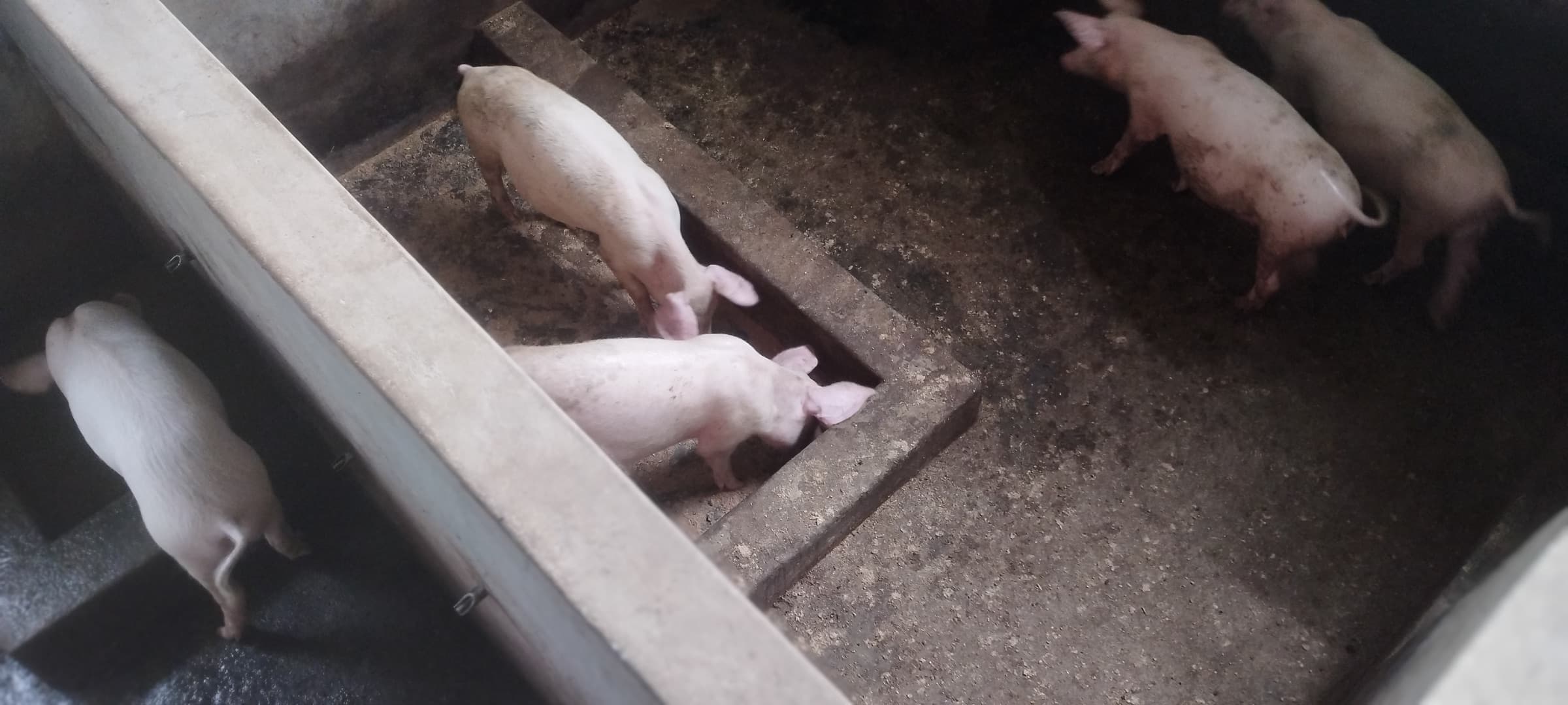 A group of pigs gathered around a feeding trough in a pen.